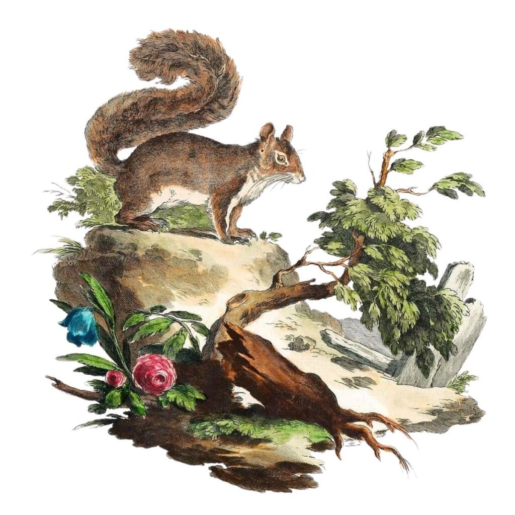 ardilla ilustracion